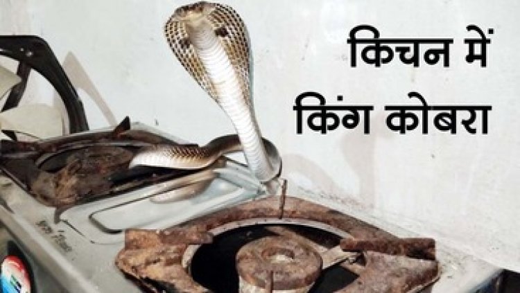 रसाेई के गैस चूल्हे में फन फैलाए बैठा 5 फीट लंबा किंग कोबरा, चाय बनाने गई महिला के उड़े होश, घर में मचा हड़कंप, पहुंची स्नेक रेस्क्यू टीम