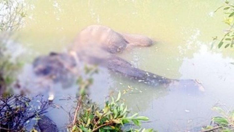 बाघिन की एंट्री से गांवों में की जा रही मुनादी, गजराज में घरों को तोड़ा, मंडी पहुंचकर धान भी खाया, दंतैल हाथी की पानी में तैरती मिली लाश