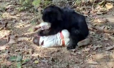 भालू के हमले से बाप-बेटे की मौत, दो लोगों को घायल करने के बाद शव लेने गई वन विभाग की टीम पर दोबारा जानलेवा हमला, डिप्टी रेंजर घायल