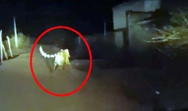 अचानकमार टाइगर रिजर्व क्षेत्र में मिली मरी हुई बाघिन, इधर शेरनी से खौफजदा लोग, कलेक्टर ने इलाके की स्कूलों और आंगनबाड़ी में छुट्टी का किया ऐलान