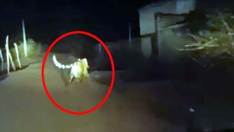 अचानकमार टाइगर रिजर्व क्षेत्र में मिली मरी हुई बाघिन, इधर शेरनी से खौफजदा लोग, कलेक्टर ने इलाके की स्कूलों और आंगनबाड़ी में छुट्टी का किया ऐलान