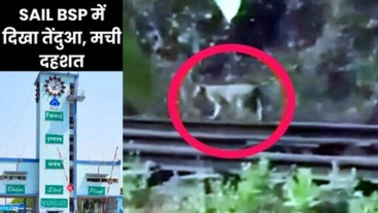 भिलाई स्टील प्लांट के परिसर में दिखा तेंदुआ, मचा हड़कंप, वन विभाग के अधिकारी व मैत्रीबाग की टीम तैनात, दहशत में काम कर रहे कर्मचारी