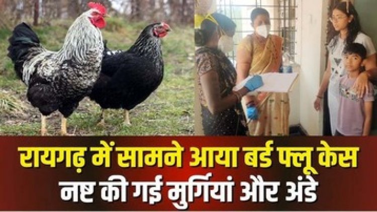 छत्तीसगढ़ में फैला बर्ड फ्लू, हजारों मुर्गियां-अंडे किये गये नष्ट, मचा हड़कंप, स्वास्थ्य विभाग अलर्ट, लोगों से एहतियात बरतने की अपील