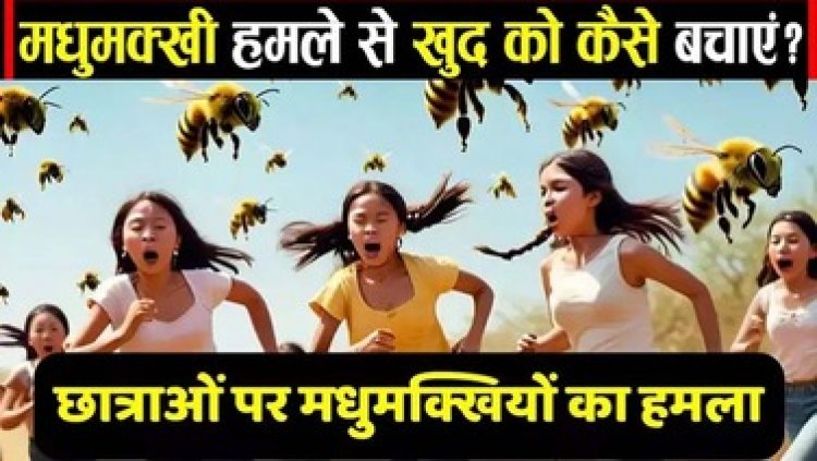 कबीरधाम में पिकनिक मनाने गए छात्राओं पर मधुमक्खियों ने किया हमला, 11 लोग अस्पताल में भर्ती, जानिए मधुमक्खी के हमले से कैसे बचें?