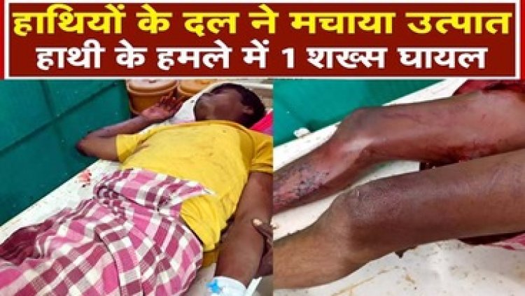 लकड़ी लेने जंगल गए कमार युवक को हाथी ने सुंड से उठाकर पटका, हालत नाजुक, इलाज के लिए रेफर, वन विभाग ने जारी किया अलर्ट