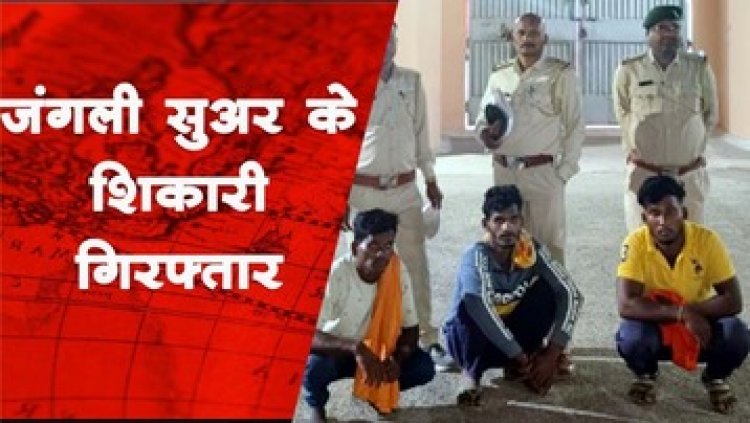 तीन अवैध शिकारी जंगली सूअर के शिकार करने बिछाया फंदा, में फंसे तीन जानवर, पुलिस ने 3 आरोपियों को गिरफ्तार कर भेजा जेल