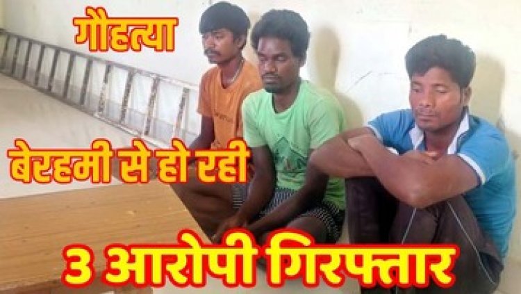 गौ हत्या का मामला आया सामने, घटनास्थल पर मिला मृत गाय का दूधमुंहा बछड़ा, पुलिस ने तीन आरोपियों को गिरफ्तार कर भेजा सलाखों के पीछे