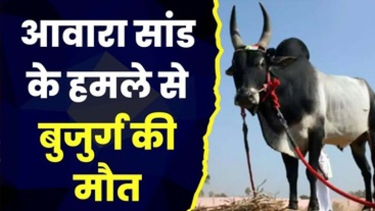 आवारा पशुओं का आतंक, किराना सामान खरीदने निकले बुजुर्ग की सांड के हमले से मौत, लोगों का घरों से निकलना हुआ मुश्किल, जनता में आक्रोश