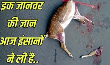 अज्ञात तेज रफ्तार वाहन के टक्कर से एक मासूम हिरण का दर्दनाक मौत, जंगल से गांव तक पसरा सन्नाटा, सवाल फिर वही, जिम्मेदार कौन?