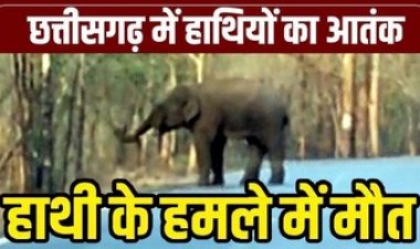 हाथी ने ग्रामीण को पटक-पटककर मार डाला, जंगल में अचानक हुआ सामना, सूंड से उठाकर पटका, सुबह ट्रैकर टीम ने देखी लाश, ग्रामीणों में दहशत का माहौल