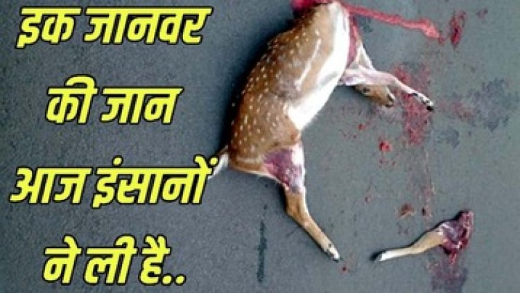 अज्ञात तेज रफ्तार वाहन के टक्कर से एक मासूम हिरण का दर्दनाक मौत, जंगल से गांव तक पसरा सन्नाटा, सवाल फिर वही, जिम्मेदार कौन?