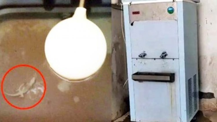 कॉलेज में वाटर कूलर में मिली मरी छिपकली, कई छात्रों की बिगड़ी तबीयत, वाटर फिल्टर का पानी पीकर कई स्टूडेंट्स बीमार, मचा हड़कंप