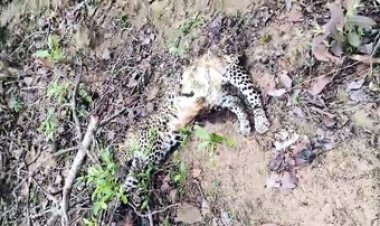 रेस्क्यू के 4 दिन बाद तेंदुए की संदिग्ध मौत? खाल और अंग गायब, शिकार की आशंका, ठोस कार्रवाई नहीं होने से वन एवं वन्य प्राणी असुरक्षित