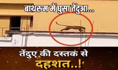 धमतरी में घर के टॉयलेट में छिपकर बैठा तेंदुआ, हिलती हुई पूंछ देख भागे घर के सभी लोग; रेस्क्यू के बाद छत से कूदकर चला गया जंगल