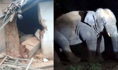 दंतैल हाथी का आतंक, 60 वर्षीय बुजुर्ग को कुचलकर मारा डाला, कई गांवों में अलर्ट जारी, रतजगा कर ग्रामीणों ने गजराज को खदेड़ा