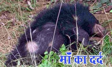 दिल दहला देने वाला नजारा, अज्ञात वाहन की ठोकर से रीछ के शावक की मौत, सड़क किनारे शव के पास सुबह तक बैठी रही मादा भालू