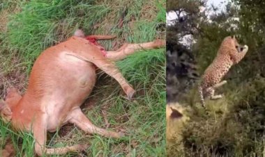 पाण्डुका में तेंदुए का आतंक, खेत में तेंदुआ ने किया गाय का शिकार, गौवंश की ले ली जान, फैली सनसनी. ग्रामीणों में दहशत का माहौल