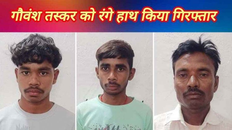 गौवंश तस्करी के खिलाफ एक्शन, बिरेझर के पास तीन आरोपियों को गिरफ्तार कर भेजा जेल, छह बछड़े बरामद, 4.25 लाख का माल जप्त