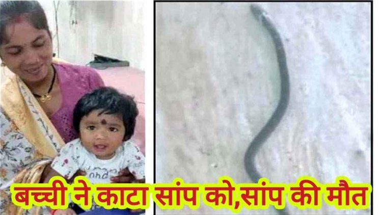 नन्ही शेरनी ने किया कारनामा, 9 महीने की मासूम बच्ची ने खिलौना समझकर जहरीले करैत को चबा लिया, सांप की मौत, बच्ची सुरक्षित