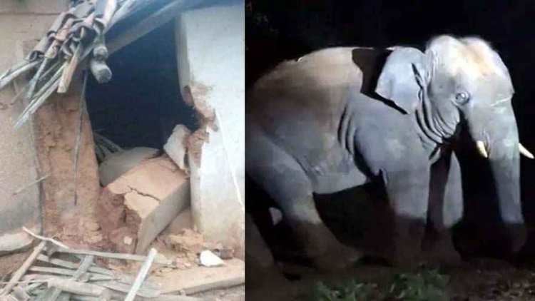 दंतैल हाथी का आतंक, 60 वर्षीय बुजुर्ग को कुचलकर मारा डाला, कई गांवों में अलर्ट जारी, रतजगा कर ग्रामीणों ने गजराज को खदेड़ा