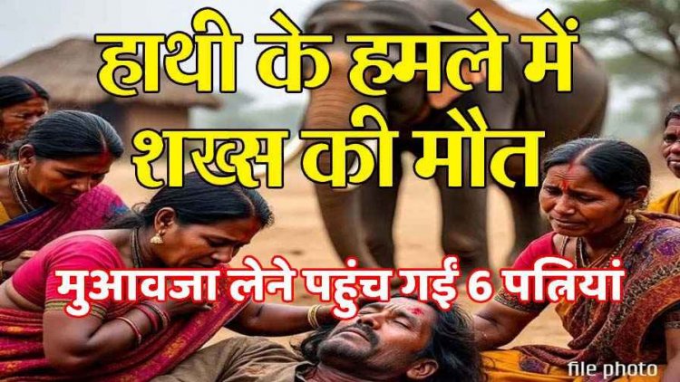 हाथी के हमले से किसान की मौत, 6 लाख मुआवजे के लिए सामने आई मृतक की 6 पत्नियां, असली हकदार कौन? वन विभाग हैरान