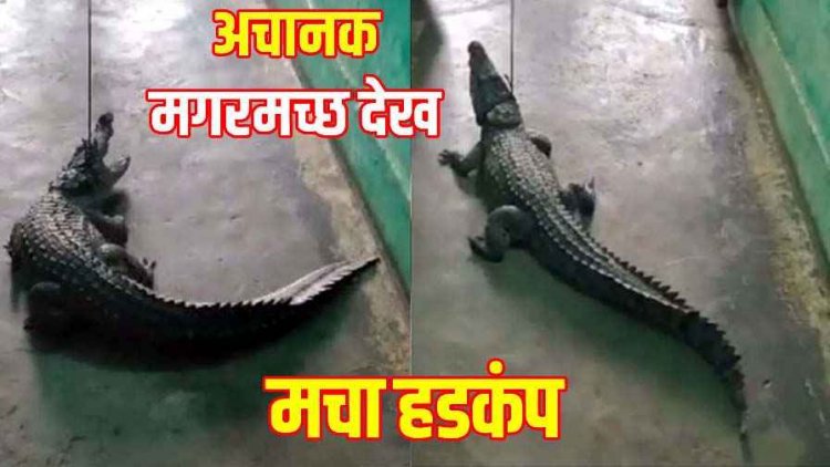 अचानक घर में घुस गया 4 फीट लंबा मगरमच्छ, परिजनों में मची अफरा-तफरी, दहशत में लोग, रेस्क्यू के बाद लोगों ने ली राहत की सांस