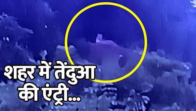 गरियाबंद में तेंदुए की एंट्री, मालगांव की पहाड़ी पर दिन के उजाले में लोगों को आधे घंटे तक बेखौफ निहारता रहा तेंदुआ, इलाके में हड़कंप