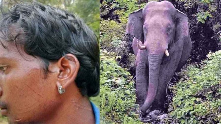 मशरुम बीनने गई महिला की गजराज के हमले से मौत, तेंदुए ने युवक पर किया हमला, बाल-बाल बची जान, नदी में बहने से हाथी शावक ने तोड़ा दम