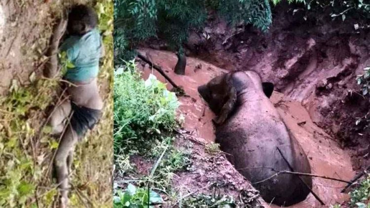 खेत से लौट रहे ग्रामीण को दंतैल हाथी ने सूंड से पटका, मौके पर हुई मौत, गहरे कुएं में गिरा गजराज, वन विभाग की टीम ने शुरु किया रेस्क्यू ऑपरेशन