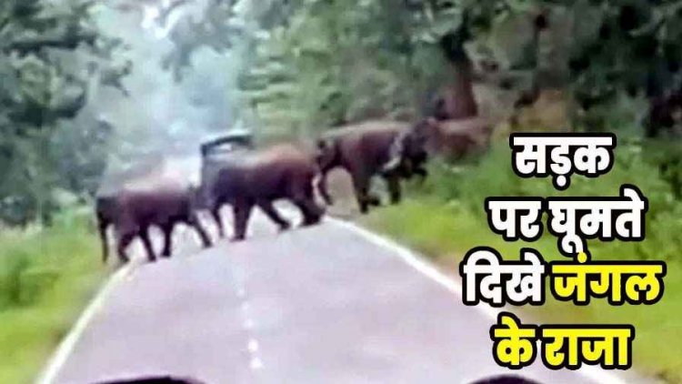 गरियाबंद हाईवे पर हाथियों का रोमांचक जुलूस राहगीरों ने थामी सांस, जंगल के दिग्गज बने ट्रैफिक मास्टर, ग्रामीणों में दहशत, वीडियो वायरल