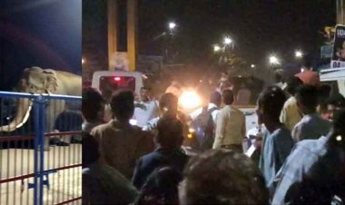 पहली बार रिहायशी इलाके में कलेक्ट्रेट तक दंतैल हाथी की अचानक एंट्री, कई गांवों में अलर्ट जारी, लोगों में दहशत का माहौल