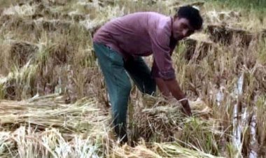 नहरों में जलस्तर बढ़ाने से किसानों की सैकड़ों एकड़ धान की फसल चौपट, किसानों में आक्रोश, राहत राशि देने की मांग