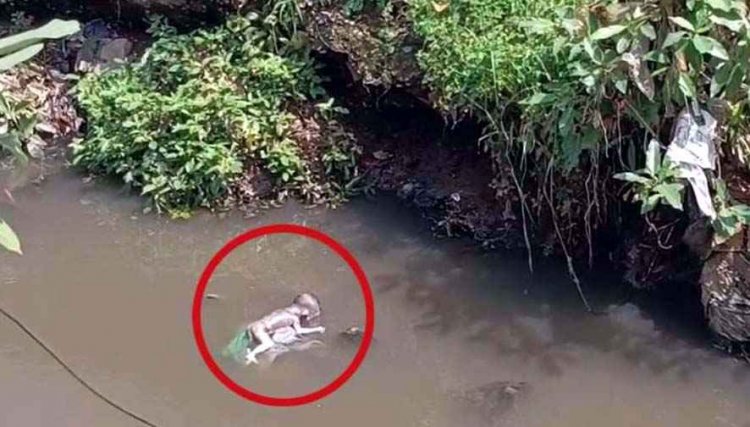 थाने से 200 मीटर दूर नाले में मिला नवजात शिशु का शव, मचा हड़कंप, जांच में जुटी पुलिस, आरोपी को पकड़ने CCTV फुटेज खंगाल रही पुलिस