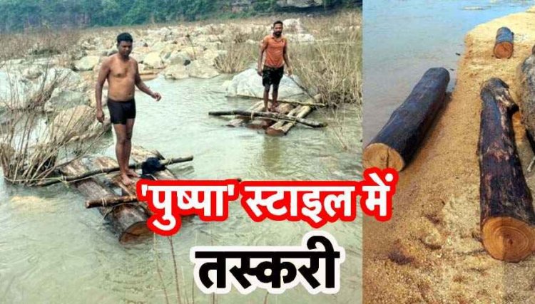 ‘पुष्पा’ स्टाइल में सागौन की स्मगलिंग, नदी पर लकड़ी का ‘सिनेमाई’ कांड का पर्दाफाश, तस्कर कर रहे सरेआम तस्करी, फाइलों में उलझा विभाग!