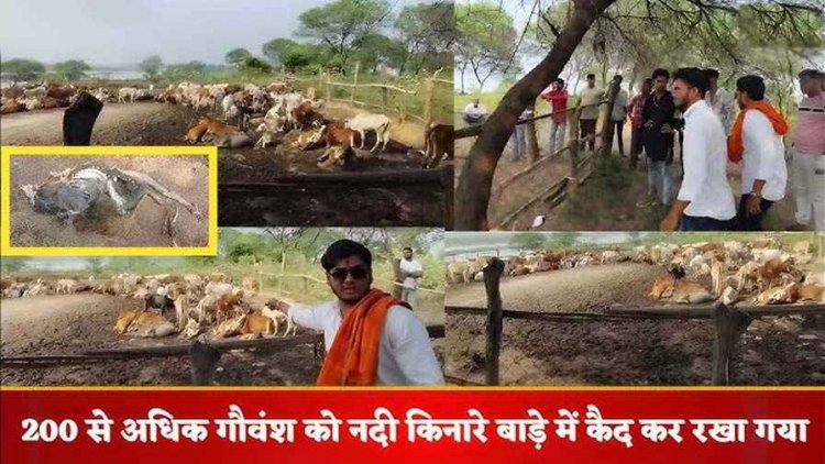 छत्तीसगढ़ में मानवता हुई शर्मसार, नदी किनारे बाड़े में कैद कर रखा गया 200 से ज्यादा गौवंश, बाड़े में सड़ रही लहूलुहान गायें, कई की मौत