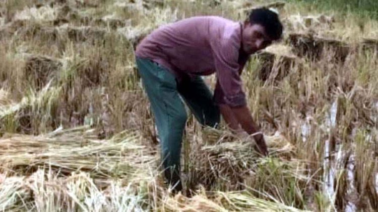 नहरों में जलस्तर बढ़ाने से किसानों की सैकड़ों एकड़ धान की फसल चौपट, किसानों में आक्रोश, राहत राशि देने की मांग