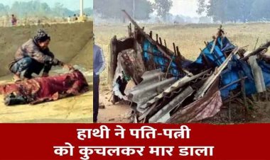 धान की रखवाली कर रहे थे दंपती की दंतैल हाथी ने कुचलकर ले ली जान, खेत में मिली पति-पत्नी की लाश, इलाके में दहशत का माहौल