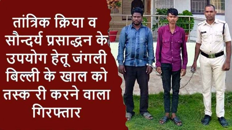 तांत्रिक क्रिया सौन्दर्य प्रसाद्धन के लिए जंगली बिल्ली की खाल तस्करी करने वाले 2 आरोपियों को गरियाबंद पुलिस ने किया गिरफ्तार