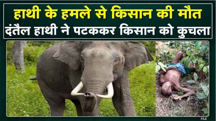 खेत जा रहे किसान पर दंतैल हाथी ने किया जानलेवा हमला, इलाज के दौरान मौत, वन विभाग ने किया विशेष सतर्कता बरतने की अपील