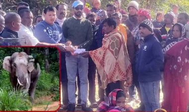 हाथियों का तांडव जारी, लोनर हाथी के हमले से एक महिला की मौत, एक हफ्ते में तीन लोगों की गई जान, ग्रामीणों में दहशत का माहौल