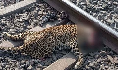 रेलवे ट्रैक पार कर रहे तेंदुए की ट्रेन से कटकर हुई मौत, बुरी तरह क्षतिग्रस्त हुआ शव, घंटों बाधित रहा परिचालन, वन्य प्राणियों के सुरक्षा पर सवाल