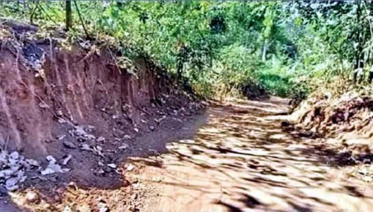 छत्तीसगढ़ में तस्करी का पुष्पा मॉडल, JCB से बनाई 16 KM की वन-वे रोड, 18 बार नाला पार, उड़ीसा का धान छत्तीसगढ़ में खपा रहे तस्कर