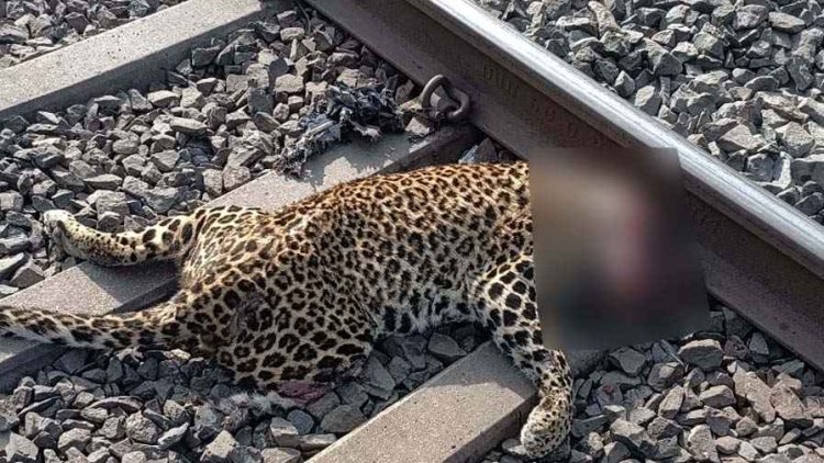 रेलवे ट्रैक पार कर रहे तेंदुए की ट्रेन से कटकर हुई मौत, बुरी तरह क्षतिग्रस्त हुआ शव, घंटों बाधित रहा परिचालन, वन्य प्राणियों के सुरक्षा पर सवाल