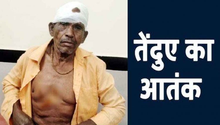 जंगल में नीम पत्ती लेने गया ग्रामीण बना तेंदुए के हमले का शिकार, हालत नाजुक, ग्रामीणों में दहशत, वन विभाग पर लापरवाही का आरोप