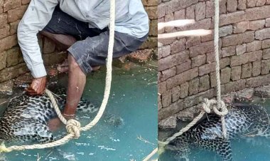 खेत के कुएं में गिरने से तेंदुए की मौत, गांव में मचा हड़कंप, वन विभाग द्वारा बढ़ाई गई निगरानी, ग्रामीणों को दी सतर्क रहने की सलाह
