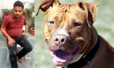 पिटबुल डॉग ने फिर एक युवक पर किया हमला, बुरी तरह से नोचा, 15 दिन में इसी कुत्ते ने 3 लोगों को काटा, मालिक के खिलाफ कार्रवाई की मांग