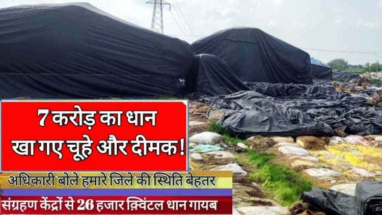 7 करोड़ का 26 हजार क्विंटल धान गायब, सुनियोजित तरीके से हेराफेरी का आरोप, खा गए चूहे-दीमक!, अधिकारी बोले- प्रदेश में हमारे जिले की स्थिति बेहतर