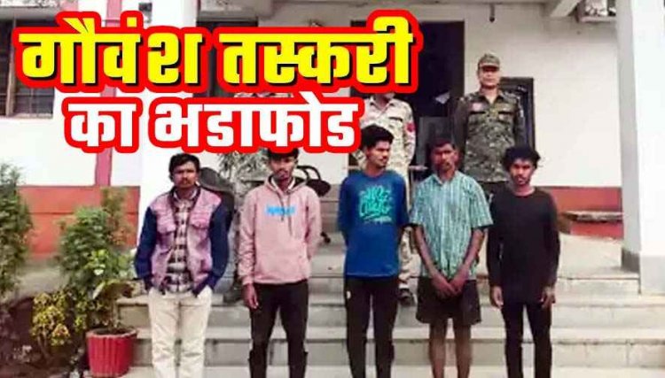 गौ तस्करी नाकाम, 56 गौ-वंशों की तस्करी कर बूचड़खाना लेकर जा रहे 5 युवकों को पुलिस ने किया गिरफ्तार, अंतरराज्यीय पशु तस्करी की आशंका