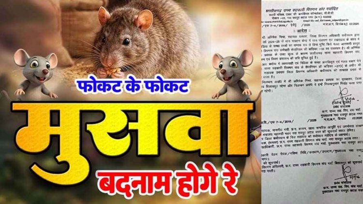 कबीरधाम में 7 करोड़ के धान घोटाले में चूहों को सामने रखने वाला डीएमओ अभिषेक मिश्रा सस्पेंड, निलंबन के बाद जिला प्रशासन में हड़कंप