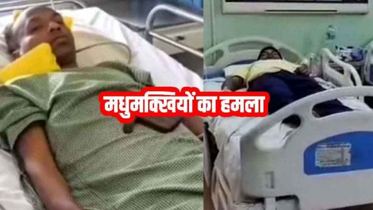 मधुमक्खियों ने राहगीरों पर किया हमला, सड़क पर मची अफरा-तफरी, छात्र समेत 5 लोग घायल, एक युवक आईसीयू में भर्ती, आवागमन बंद!